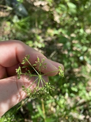 Thaspium pinnatifidum
