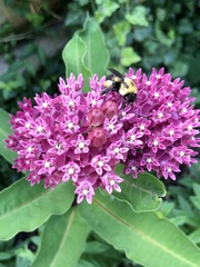 Asclepias syriaca