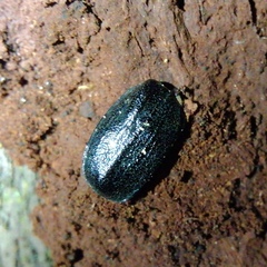 Gnorimus variabilis