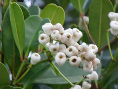 Syzygium glaucum