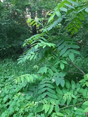Juglans mandshurica