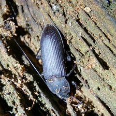 Tenebrio opacus