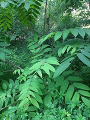 Juglans mandshurica