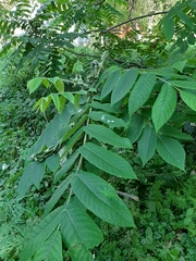 Juglans mandshurica