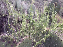 Metastelma angustifolium