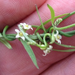 Metastelma angustifolium