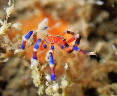 Anoplodactylus evansi