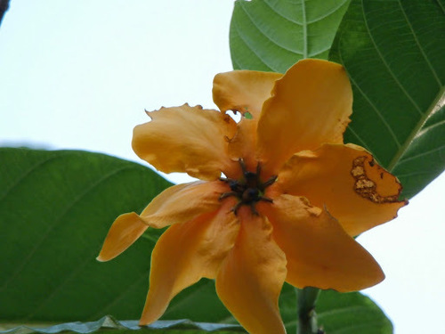 Gardenia gjellerupii