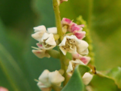 Terminalia catappa