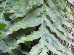 Phlebodium decumanum