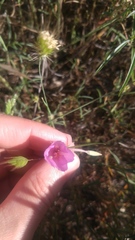 Clarkia gracilis gracilis