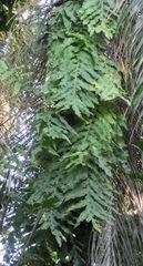 Phlebodium decumanum