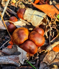 Cortinarius persplendidus