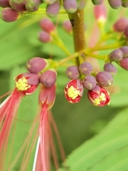 Calliandra houstoniana calothyrsus