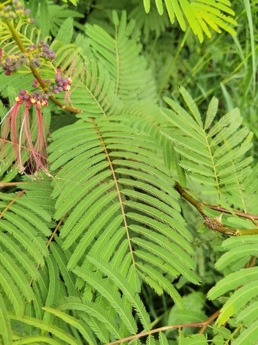 Image of Calliandra calothyrsus by (c) Eduardo Chacón Madrigal, some rights reserved (CC BY)