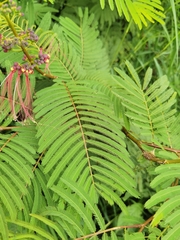 Calliandra houstoniana calothyrsus