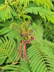 Calliandra houstoniana calothyrsus