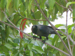 Corvus splendens