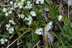 Draba cana