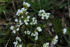 Draba cana