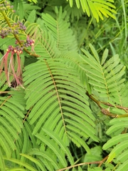 Calliandra houstoniana calothyrsus