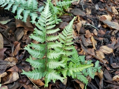 Athyrium niponicum