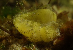 Haminoea virescens image