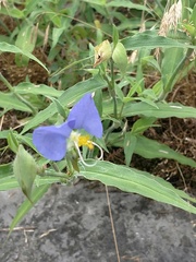 Commelina erecta