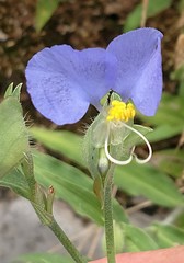 Commelina erecta