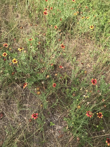 Gaillardia pulchella image