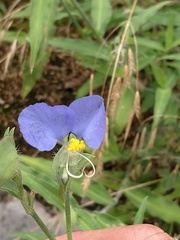 Commelina erecta