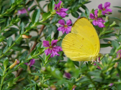Eurema hecabe