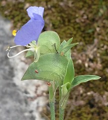 Commelina erecta
