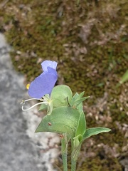 Commelina erecta