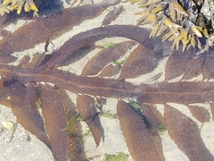 Desmarestia herbacea