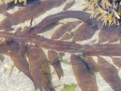 Desmarestia herbacea