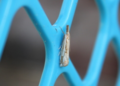 Crambus saltuellus