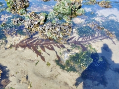 Desmarestia herbacea