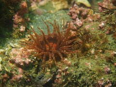 Anthozoa