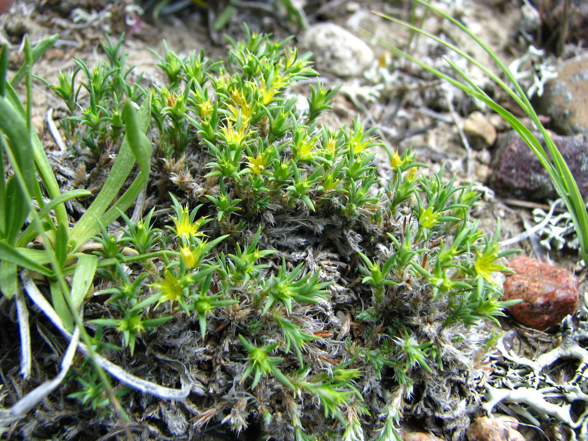 Paronychia sessiliflora