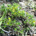 Paronychia sessiliflora - Photo (c) Sarah Vinge-Mazer, algunos derechos reservados (CC BY-NC-SA), uploaded by Sarah Vinge-Mazer
