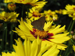 Paranthrene simulans