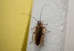 Ectobius lapponicus