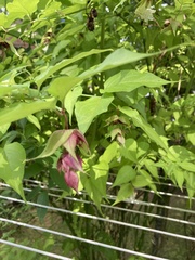 Leycesteria formosa