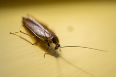 Ectobius lapponicus