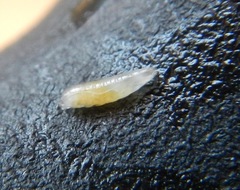 Zonosemata vittigera