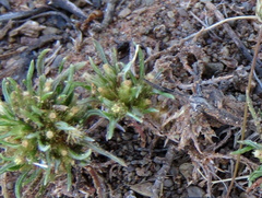 Ifloga glomerata