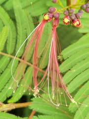 Calliandra houstoniana calothyrsus