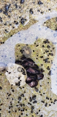 Echinolittorina placida image
