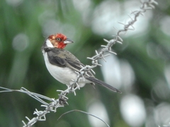 Red-Capped Cardinal photo 2
